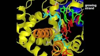 DNA Polymerase