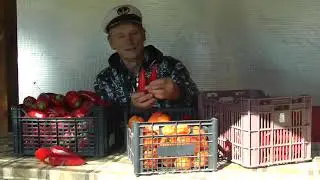 Поликарбонат в теплице на третий год превратился в хлам, спасла армированная пленка, урожай перца.