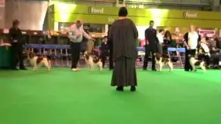 Kooikerhondje Crufts 2011