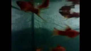 red swordtail