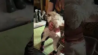Уникальная способность белого цвергшнауцера