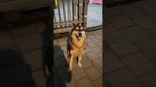 Lovely cute Dog spreading love