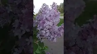 жаль, видео не передаёт ароматы... Запах 💓💓💓