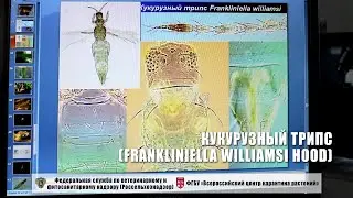 Кукурузный трипс (Frankliniella williamsi Hood)