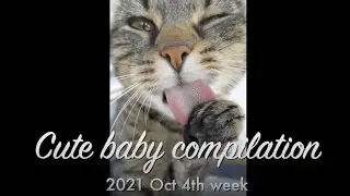 Cute baby animals Videos Compilation