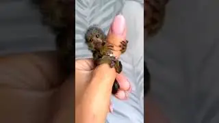 Cute dwarf monkey on the finger 😍
