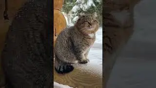 ✨Вот и февраль! Дождались! ❄️ 