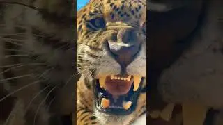 pitbull vs lion,wolf, black panther,gorilla, king kong 
