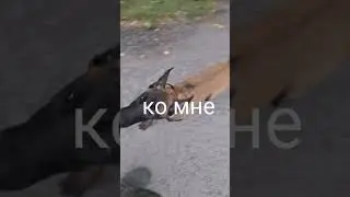 #рядом #комне #ждать #собака #малинуа #семья