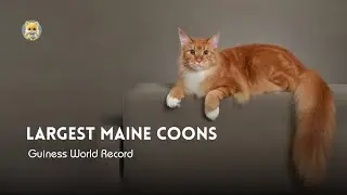 Largest Maine coons of all time | America's gentle giant