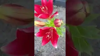 От красоты поют птички и моя душа💓💓🤗С добрым утром!