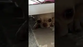 В прятки играет😜