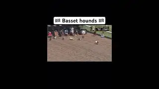 Racing with Basset Hounds #Shorts #FYP #GoViral #DogLover