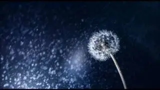 Ivan Torrent - Dandelion