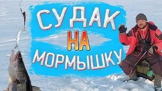 Судак в марте - рыбалка 2022 на мормышку.