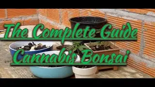 MINIATURE MARIJUANA MONSTERS. The Complete Beginner's Guide to Cannabis Bonsai Advanced Growing Tips