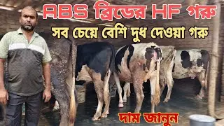 দিনে সর্বোচ্চ ৪৫ লিটার দুধ দেবে এই জাতের গরুগুলো।যা খাওয়ালে গরু বেশি দুধ দেবে।Dairy farm।ABS HF Cow