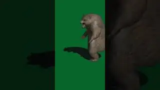 bear green screen video | bear green screen no copyright |  