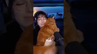 the clingiest cat on Twitch 