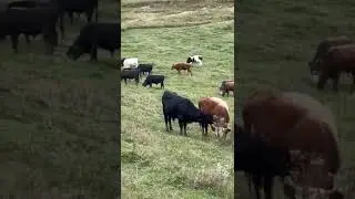 Пастбище в горах Дагестана