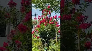 Tonto Crepe Myrtle in full bloom 