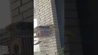 Попугай какарик строит новый дом
