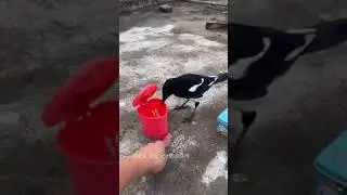 Intelligent Bird (Highlight Video)