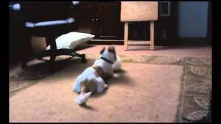 My Puppy Goes Crazy For A Shower Puff