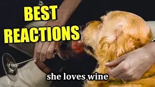 Love is Blind - The Funniest/Cringiest Moments
