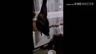 Полювання на качку 15 .09.2019