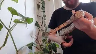 Reptile Bans Worldwide! What to do now?-Brand New Personal Format
