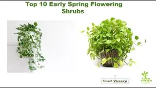 Pothos Plant Divide Technique - Smar Vivsayi