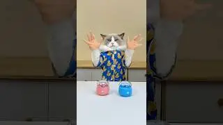 👀🐱 Puff's mini hands-on experiments! 🖐️ 