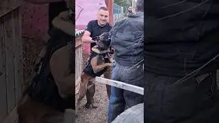 ХИТРЫЙ Малинуа ХАРД. Дрессировка собак СТРАЖ Одесса 2023.