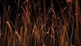 Growing Strings | VFX LIBRARY | Free Stock Footage