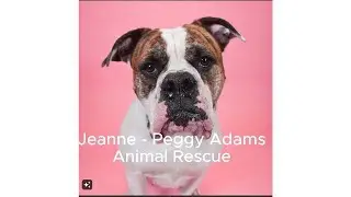 Peggy Adams Animal Rescue -Featuring Jeanne