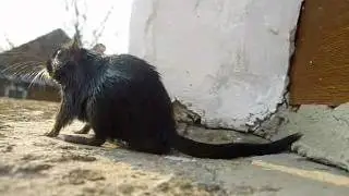Gerbil lying in the sun and cleaning itself