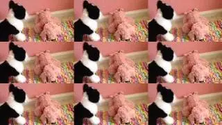 "Count On Me" Webkinz music video