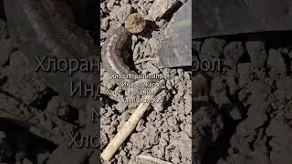 Подгрызающая совка. Видео от эксперта АКР