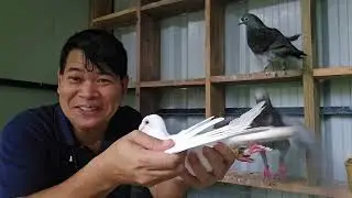 WOW! BAGONG INAKAY, NAPISA NA ANG ITLOG NI CHECKERED & WHITE #kalapati #kalapatids #pigeon