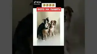 пёсики позируют для фото #Shorts