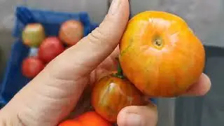 Обзор сортов и гибридов  САМЫХ ЛУЧШИХ БАКЛАЖАН