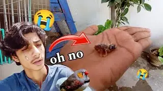 Another Finch ke Baby Bhi Expire Ho Gaya 😩