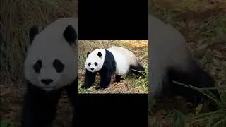 Giant Panda