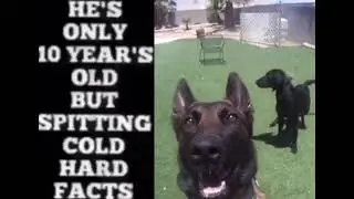 Dog Spittin Facts