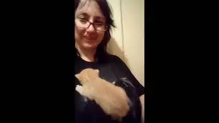 Котенок