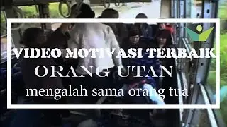 Video Motivasi Terbaik- (Inspiratif) Orang utan mengalah sama orang tua