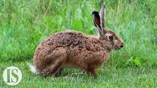 How HAre (Wild Rabbit) is Butchered in a Two Michelin Stars Tuscan Restaurant with Valeria Piccini