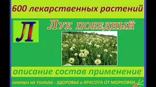 VICTORY ONION 600 medicinal plants