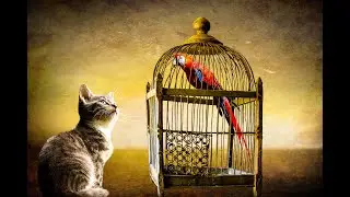 Parrot Taking | So Smart and Funny Videos Compilation. Funniest Videos🤣